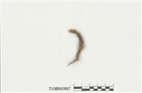 藏品(南亞美蕨苔)的圖片